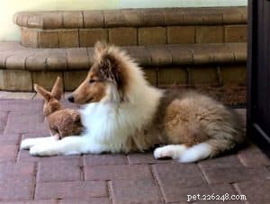 Cody Crazy Hair: The Exceptional Collie You Must Meet