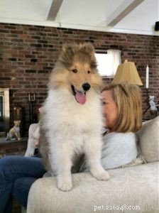Cody Crazy Hair: The Exceptional Collie You Must Meet