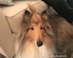 Cody Crazy Hair: The Exceptional Collie You Must Meet