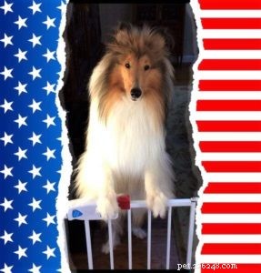 Cody Crazy Hair: The Exceptional Collie You Must Meet