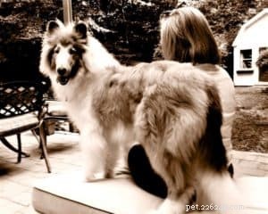 Cody Crazy Hair: The Exceptional Collie You Must Meet