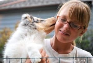 Cody Crazy Hair: The Exceptional Collie You Must Meet