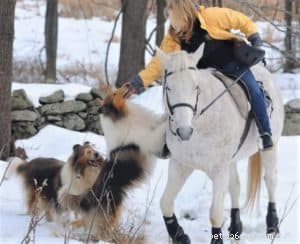 Cody Crazy Hair: The Exceptional Collie You Must Meet