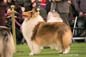 Cody Crazy Hair: The Exceptional Collie You Must Meet