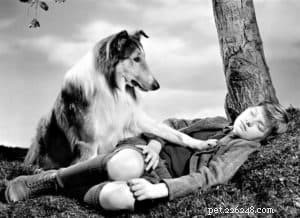 Cody Crazy Hair: The Exceptional Collie You Must Meet