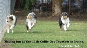 Cody Crazy Hair: The Exceptional Collie You Must Meet
