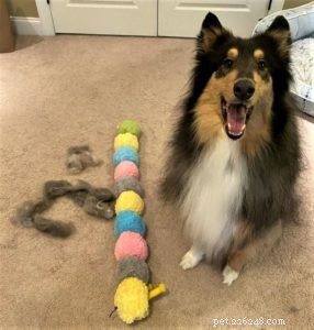 Cody Crazy Hair: The Exceptional Collie You Must Meet