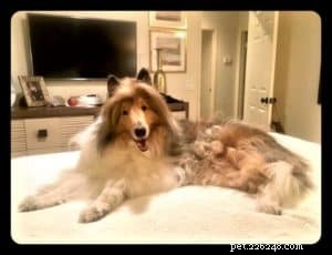Cody Crazy Hair: The Exceptional Collie You Must Meet