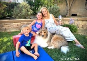 Cody Crazy Hair: The Exceptional Collie You Must Meet
