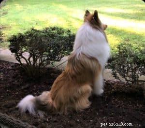 Cody Crazy Hair: The Exceptional Collie You Must Meet