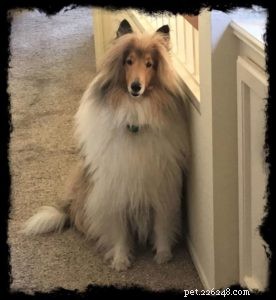 Cody Crazy Hair: The Exceptional Collie You Must Meet