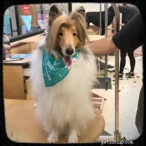 Cody Crazy Hair: The Exceptional Collie You Must Meet