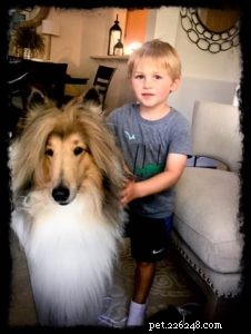 Cody Crazy Hair: The Exceptional Collie You Must Meet