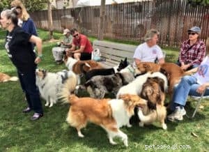 Cody Crazy Hair: The Exceptional Collie You Must Meet