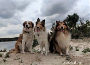Cody Crazy Hair: The Exceptional Collie You Must Meet
