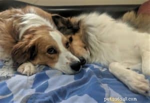 Cody Crazy Hair: The Exceptional Collie You Must Meet