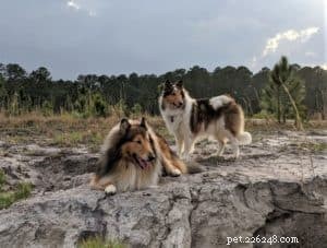 Cody Crazy Hair: The Exceptional Collie You Must Meet