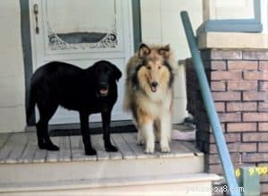 Cody Crazy Hair: The Exceptional Collie You Must Meet
