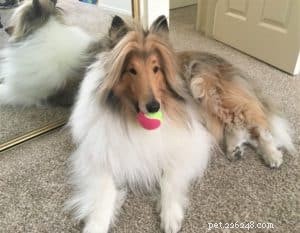 Cody Crazy Hair: The Exceptional Collie You Must Meet