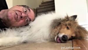 Cody Crazy Hair: The Exceptional Collie You Must Meet