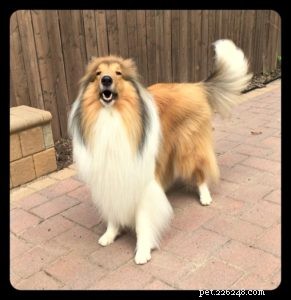 Cody Crazy Hair: The Exceptional Collie You Must Meet