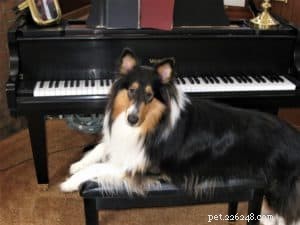 Pepsi the Collie: Celebrating a Beautiful Soul