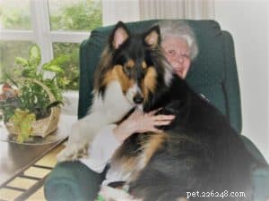 Pepsi the Collie: Celebrating a Beautiful Soul