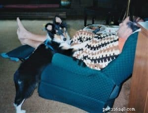 Pepsi the Collie: Celebrating a Beautiful Soul