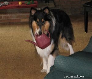 Pepsi the Collie: Celebrating a Beautiful Soul
