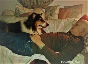 Pepsi the Collie: Celebrating a Beautiful Soul