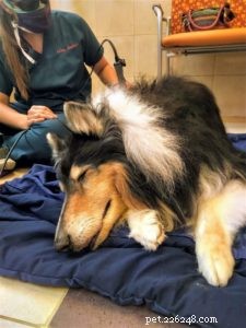 Pepsi the Collie: Celebrating a Beautiful Soul