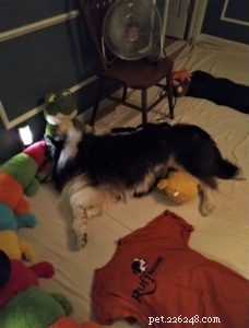 Pepsi the Collie: Celebrating a Beautiful Soul