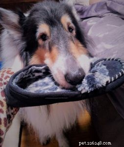 Pepsi the Collie: Celebrating a Beautiful Soul