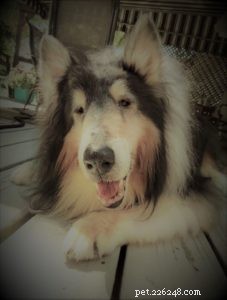 Pepsi the Collie: Celebrating a Beautiful Soul