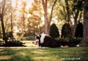 Pepsi the Collie: Celebrating a Beautiful Soul