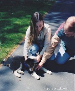 Pepsi the Collie: Celebrating a Beautiful Soul