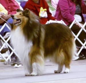 Pepsi the Collie: Celebrating a Beautiful Soul