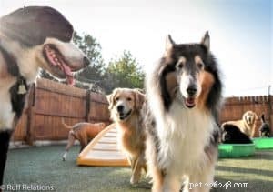 Pepsi the Collie: Celebrating a Beautiful Soul