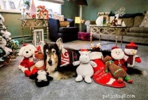 Pepsi the Collie: Celebrating a Beautiful Soul