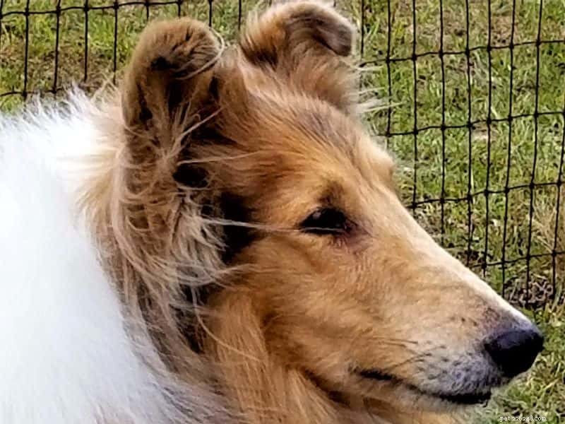 How Intelligent Are Rough Collies? Understanding Their Smarts and Training Tips