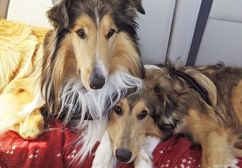 How Intelligent Are Rough Collies? Understanding Their Smarts and Training Tips