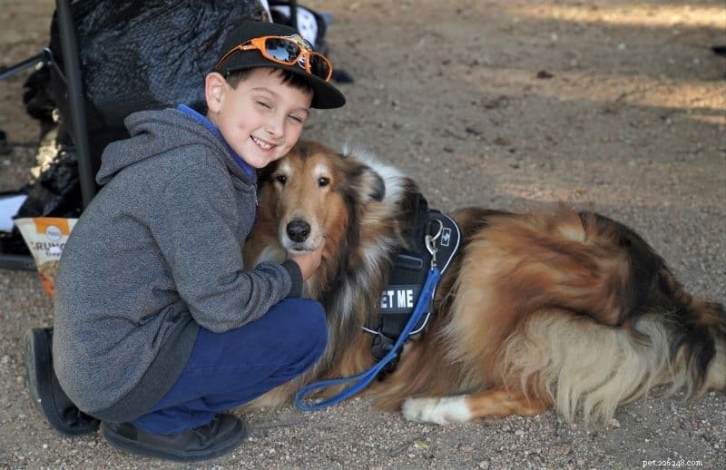 How Intelligent Are Rough Collies? Understanding Their Smarts and Training Tips