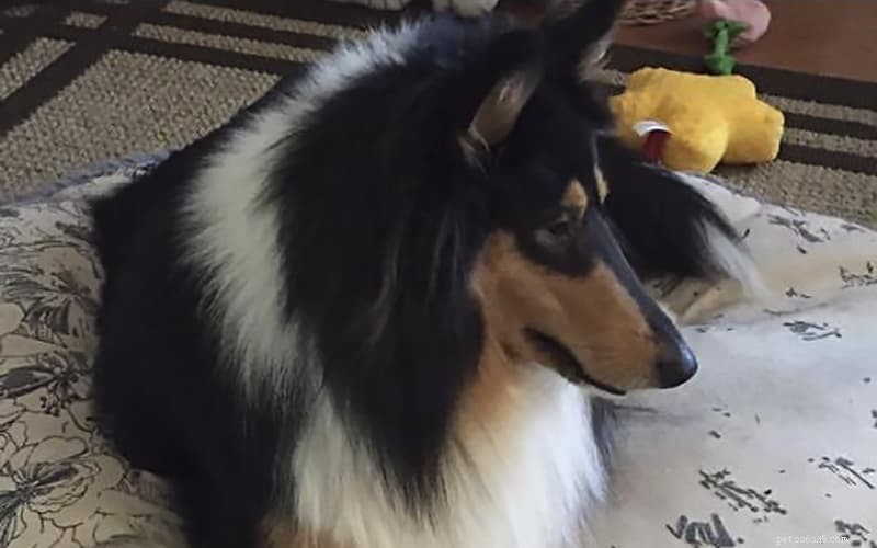 How Intelligent Are Rough Collies? Understanding Their Smarts and Training Tips