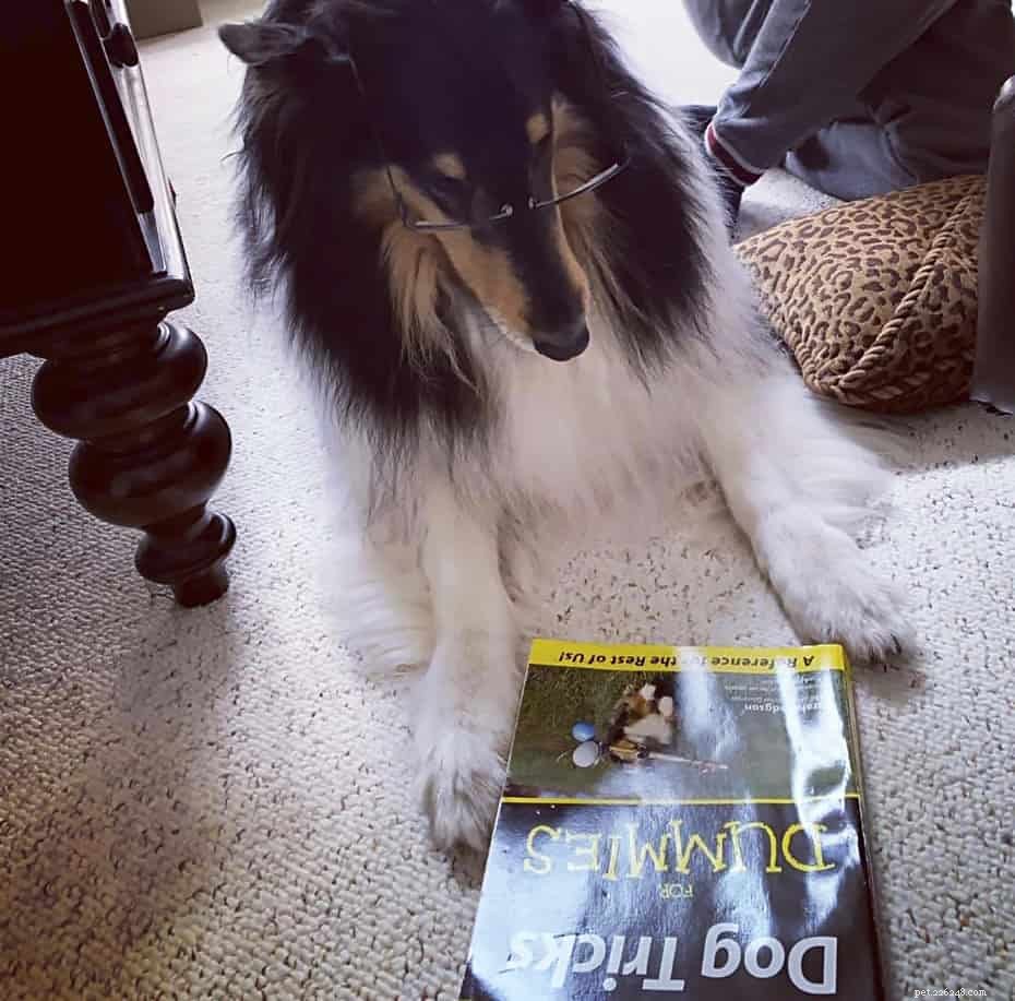 How Intelligent Are Rough Collies? Understanding Their Smarts and Training Tips