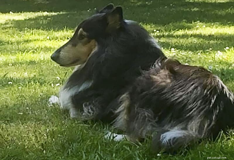 How Intelligent Are Rough Collies? Understanding Their Smarts and Training Tips