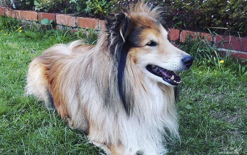 How Intelligent Are Rough Collies? Understanding Their Smarts and Training Tips