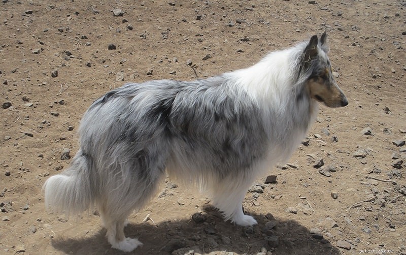 How Intelligent Are Rough Collies? Understanding Their Smarts and Training Tips