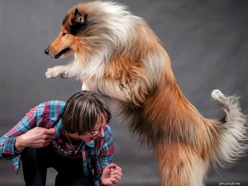 How Intelligent Are Rough Collies? Understanding Their Smarts and Training Tips
