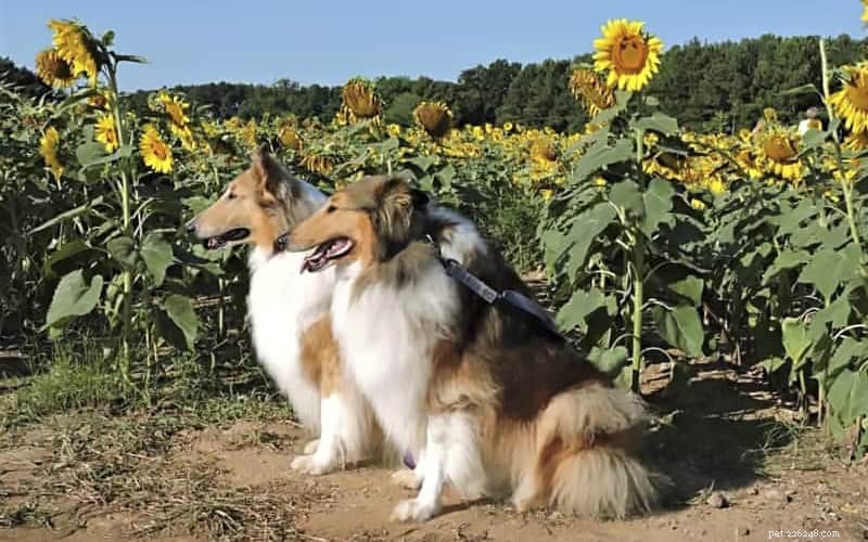 How Intelligent Are Rough Collies? Understanding Their Smarts and Training Tips