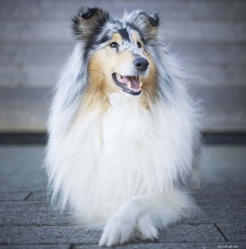 How Intelligent Are Rough Collies? Understanding Their Smarts and Training Tips